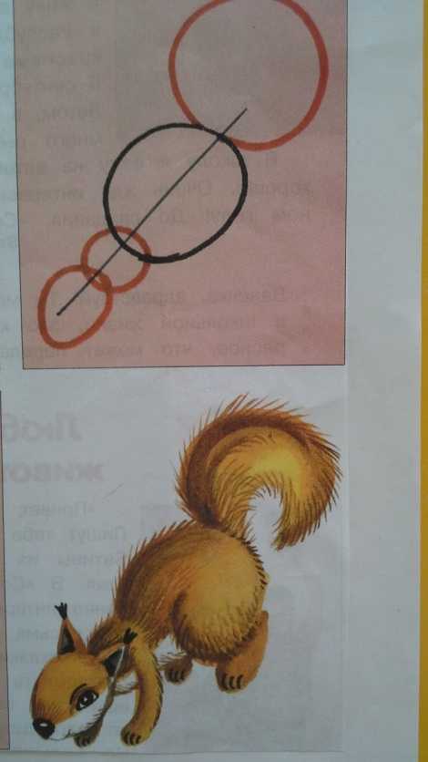 Поэтапное рисование белки 2 класс презентация