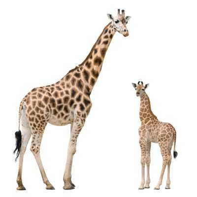 Поэтапно жираф