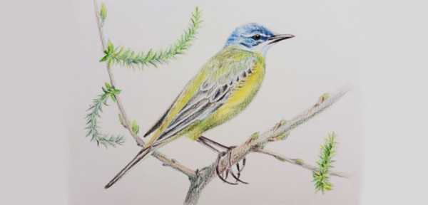 Рисунок птички карандашом